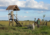 Iberá Wetlands Birding Tour