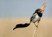 Iberá Wetlands Birding Tour