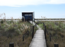 Punta Rasa Coastal Birding Tour