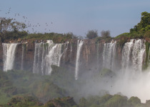 Iguazú Falls Atlantic Rainforest Birding Tour