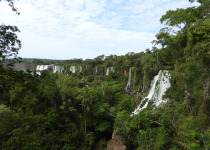 Iguazú Falls Atlantic Rainforest Birding Tour
