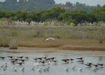 Uruguay Coast and Wetlands Birding Tour