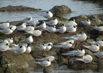Uruguay Coast and Wetlands Birding Tour