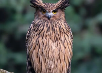 Private Sattal, Chanfi and Pangot Birding Tour with Ankit Das
