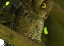 Private Sattal, Chanfi and Pangot Birding Tour with Ankit Das