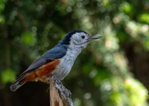 Private Sattal, Chanfi and Pangot Birding Tour with Ankit Das