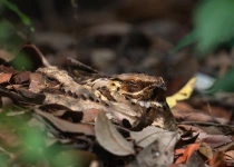 Private Sattal, Chanfi and Pangot Birding Tour with Ankit Das