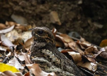 Private Sattal, Chanfi and Pangot Birding Tour with Ankit Das