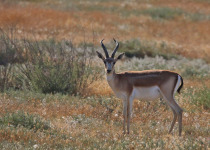 Private Shirvan National Park Birdwatching with Elchin Sultanov