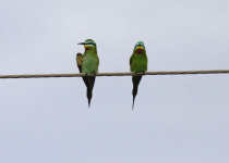 Private Shirvan National Park Birdwatching with Elchin Sultanov