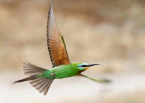 Private Shirvan National Park Birdwatching with Elchin Sultanov