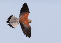 Private Shirvan National Park Birdwatching with Elchin Sultanov