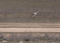 Private Shirvan National Park Birdwatching with Elchin Sultanov