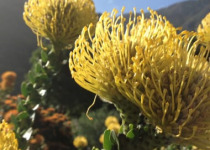 Private Cape Town and Cape Peninsula Birding with Kirsten Keun