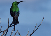 Private Cape Town and Cape Peninsula Birding with Kirsten Keun