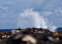Private Cape Town and Cape Peninsula Birding with Kirsten Keun