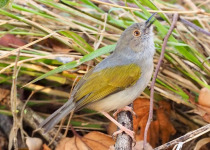 Private Cape Town and Cape Peninsula Birding with Kirsten Keun