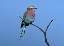 DSC_0847.JPG