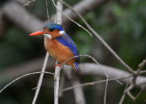 DSC_1819.JPG