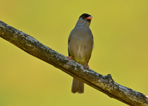 DSC_7660.JPG