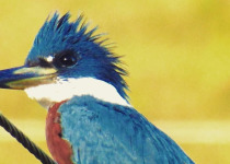 Private Concepcion Antioquia Birding with Luis Ceballos