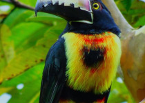 Private San Rafael Antioquia Birding with Luis Ceballos