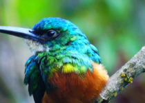 Private San Rafael Antioquia Birding with Luis Ceballos