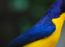 Private San Rafael Antioquia Birding with Luis Ceballos