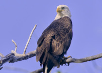 Southern Quebec Woodland and Wetland Birding Day Trip with Sheldon Harvey