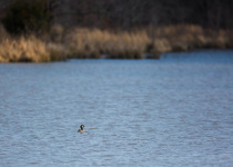 Southern Quebec Woodland and Wetland Birding Day Trip with Sheldon Harvey