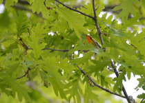 Southern Quebec Woodland and Wetland Birding Day Trip with Sheldon Harvey
