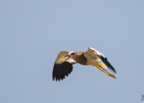Day trip - Gizilagaj National Park