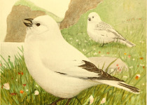 Southern Quebec Border Area Seasonal Birding Day Trip with Sheldon Harvey