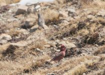 2 Day Trip - Greater Caucasus