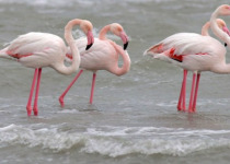 Bird Migration Tour (10 days)