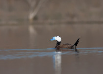 Bird Migration Tour (10 days)