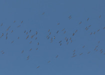 Bird Migration Tour (10 days)