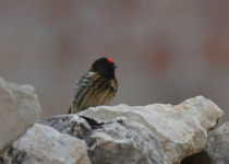 Bird Migration Tour (10 days)