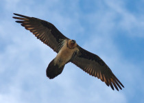 Bird Migration Tour (10 days)