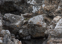 Bird Migration Tour (10 days)