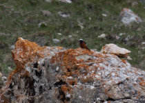 Bird Migration Tour (10 days)