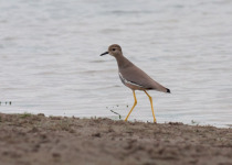 Bird Migration Tour (10 days)