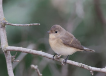 Bird Migration Tour (10 days)