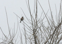 Bird Migration Tour (10 days)