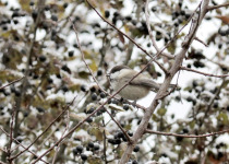 Bird Migration Tour (10 days)