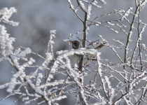 Bird Migration Tour (10 days)