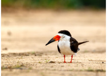 Punta Rasa Shorebird Custom Birding with Francisco Gonzalez Taboas