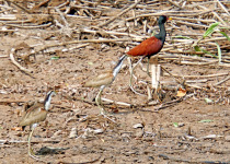 Ibera Wetlands Custom Birding with Francisco Gonzalez Taboas