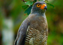 Private Concepcion Antioquia Birding with Luis Ceballos
