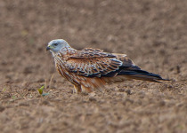 Red Kites and Nutcrackers Eifel Photography Weekend with Leo Boon